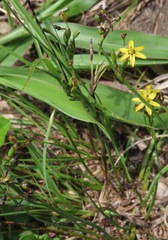 Sisyrinchium commutatum