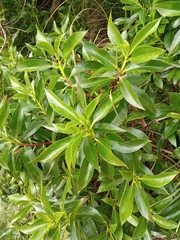 Myoporum insulare