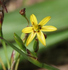 Sisyrinchium commutatum