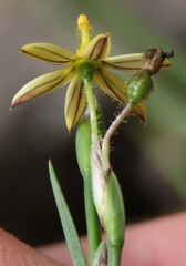 Sisyrinchium commutatum