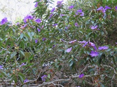 Tibouchina