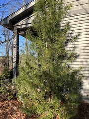 Sciadopitys verticillata