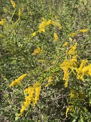 Solidago