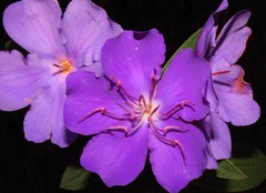 Tibouchina