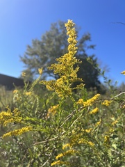 Solidago