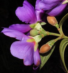 Tibouchina