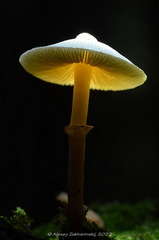 Cystoderma carcharias