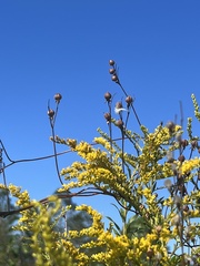 Solidago