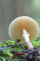Cystoderma carcharias