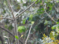 Anthracothorax nigricollis