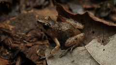 Arthroleptis xenodactyloides