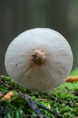 Cystoderma carcharias
