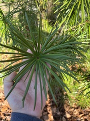 Sciadopitys verticillata
