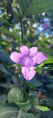 Acanthoideae