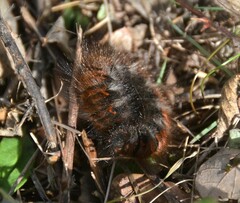 Macrothylacia digramma