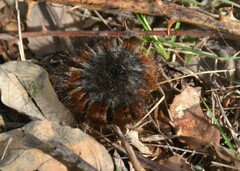 Macrothylacia digramma
