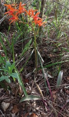 Cattleya cinnabarina