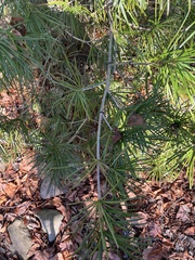 Sciadopitys verticillata