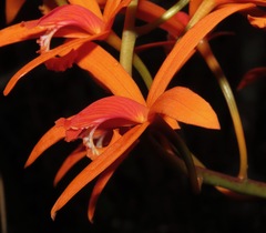 Cattleya cinnabarina