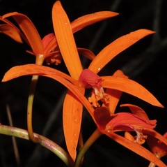 Cattleya cinnabarina
