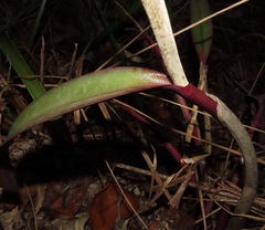 Cattleya cinnabarina