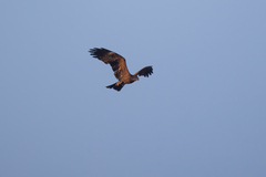 Milvus migrans