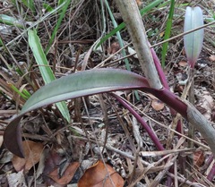 Cattleya cinnabarina