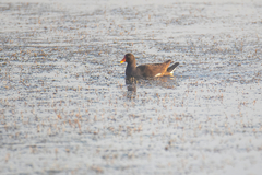 Gallinula chloropus