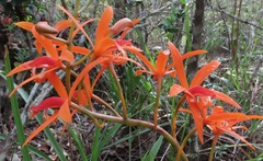 Cattleya cinnabarina