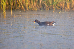 Gallinula chloropus