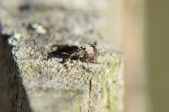 Brentidae