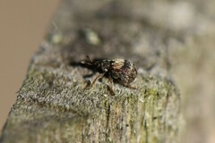 Brentidae
