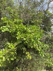 Citrus paridisi