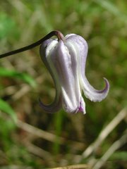 Clematis socialis