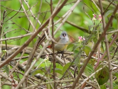 Coccopygia quartinia