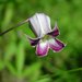 Alabama Leather Flower - Photo (c) Howard Horne, some rights reserved (CC BY-NC), uploaded by Howard Horne