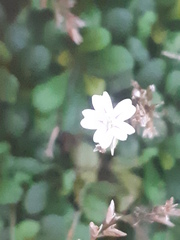 Limonium minutum