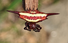 Gasteracantha milvoides