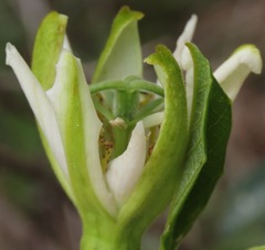 Passiflora haematostigma