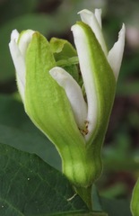 Passiflora haematostigma