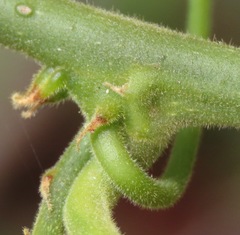 Passiflora haematostigma