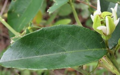Passiflora haematostigma