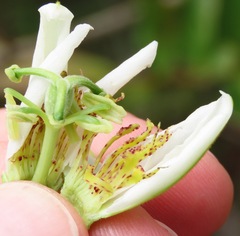 Passiflora haematostigma
