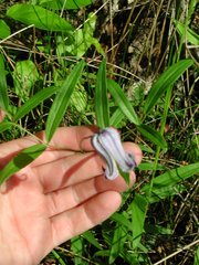 Clematis socialis
