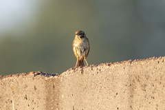 Phylloscopus trochilus