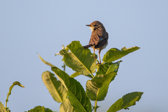 Phylloscopus trochilus