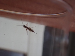 Tromatobia lineatoria