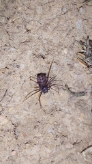 Scytodes