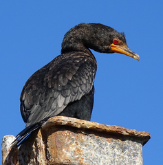 Microcarbo coronatus