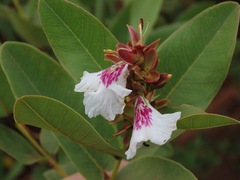 Qualea cordata